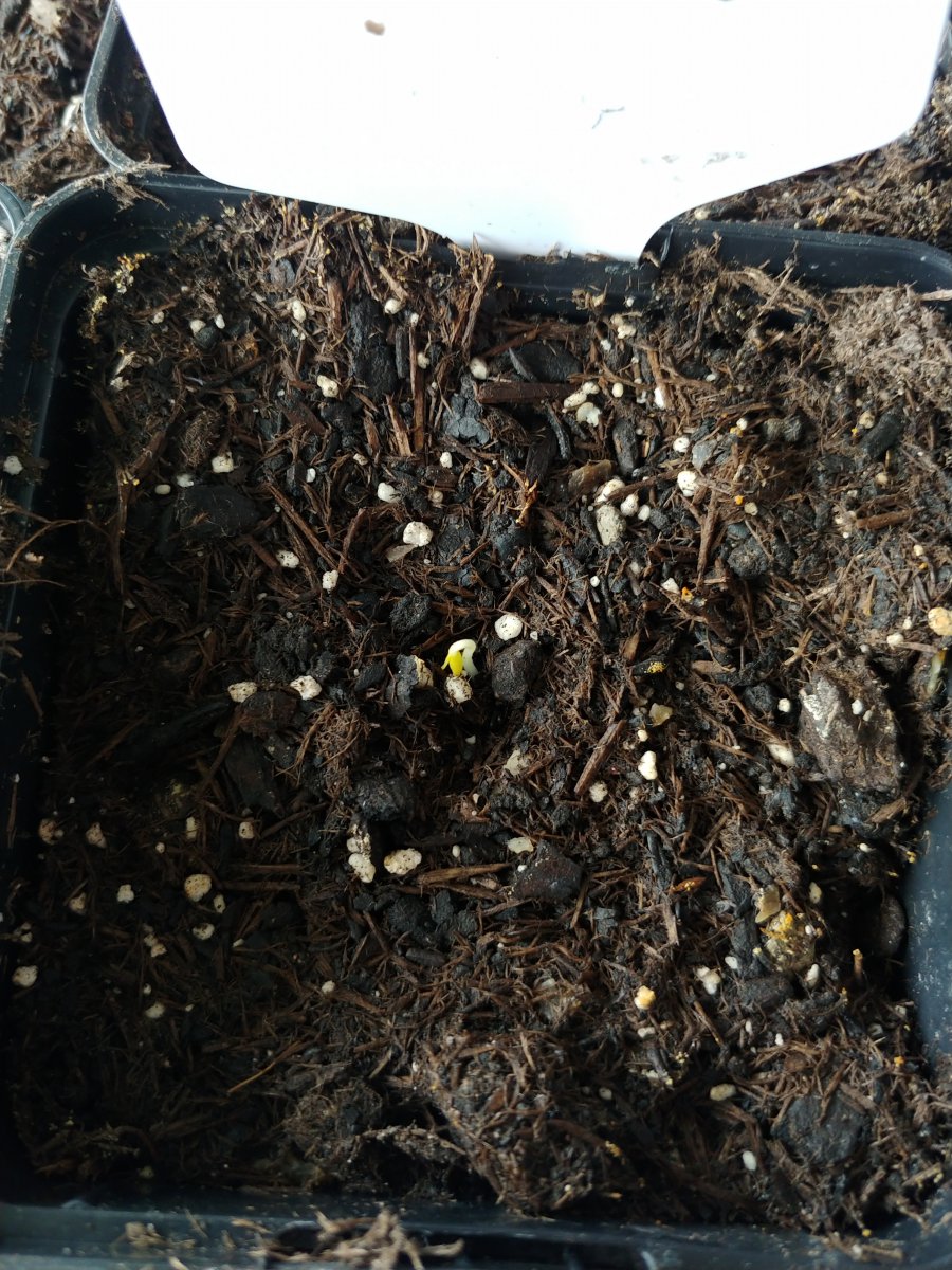 20201213_103042.jpg