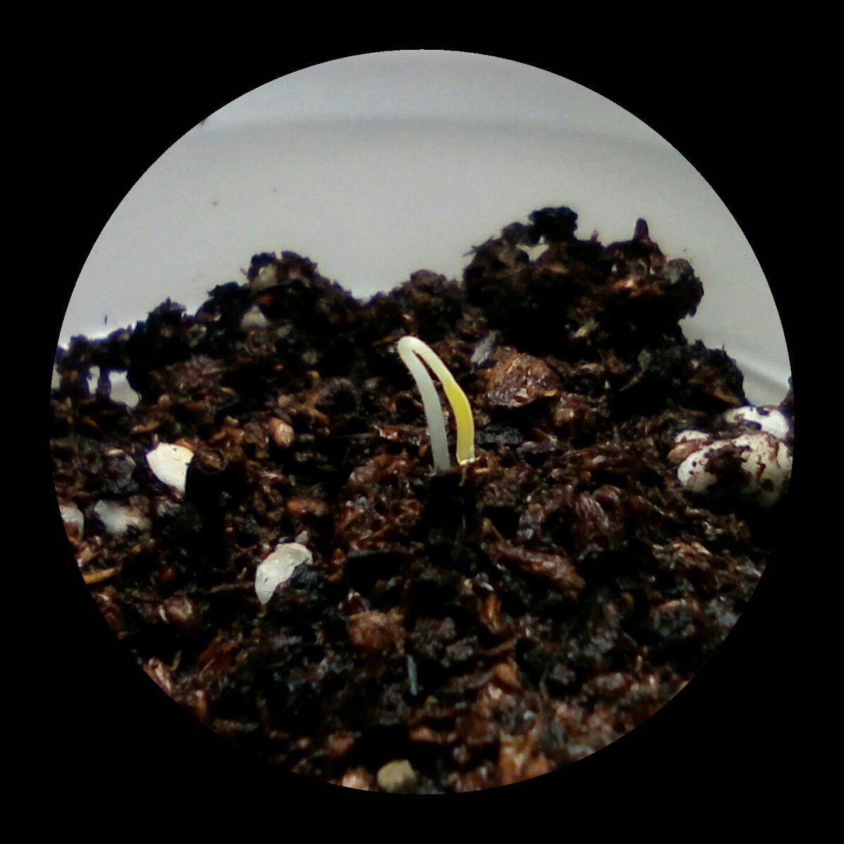 2020_12_07_08_43_57_161.jpg