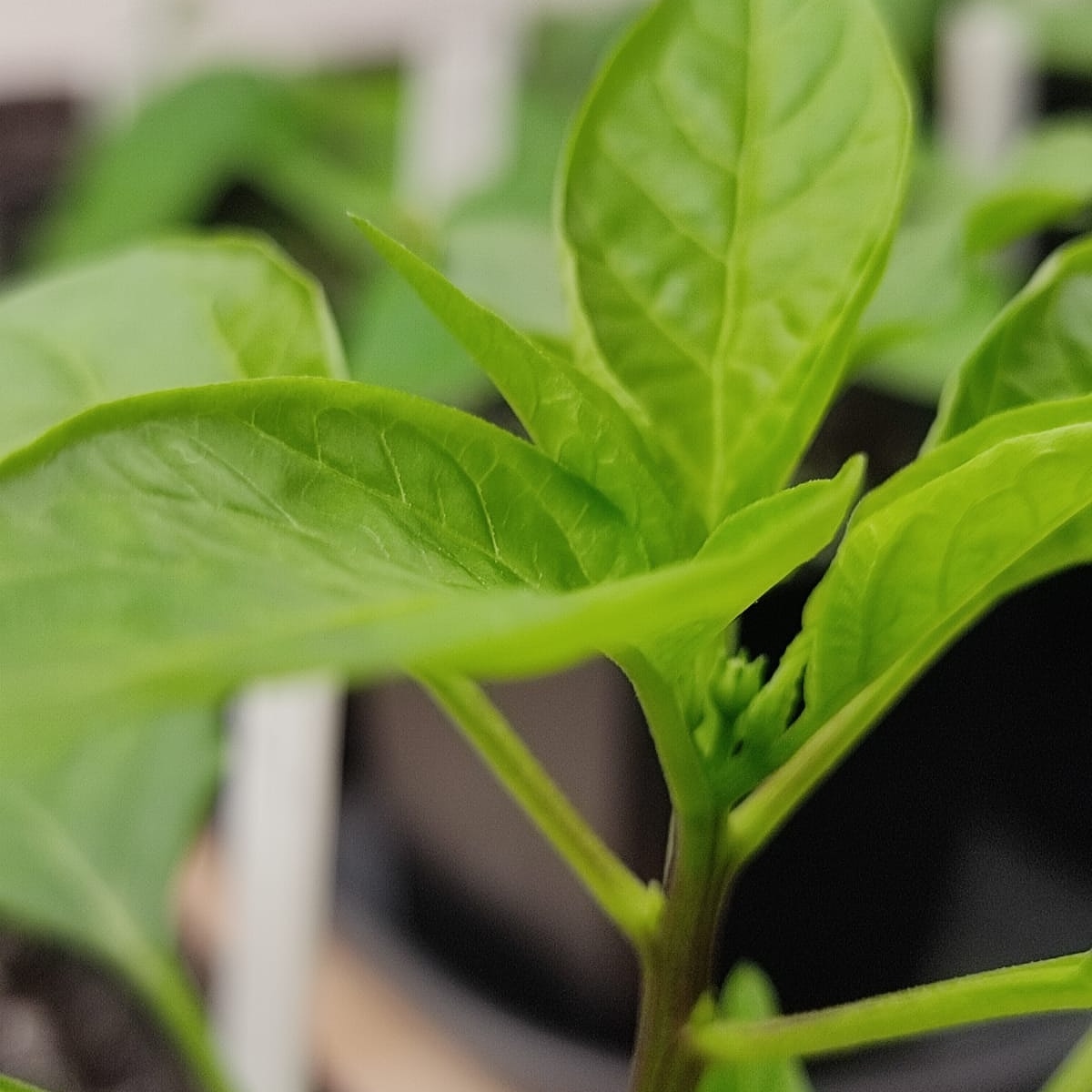 2021-02-28 Chilis & Paprika (2).jpg