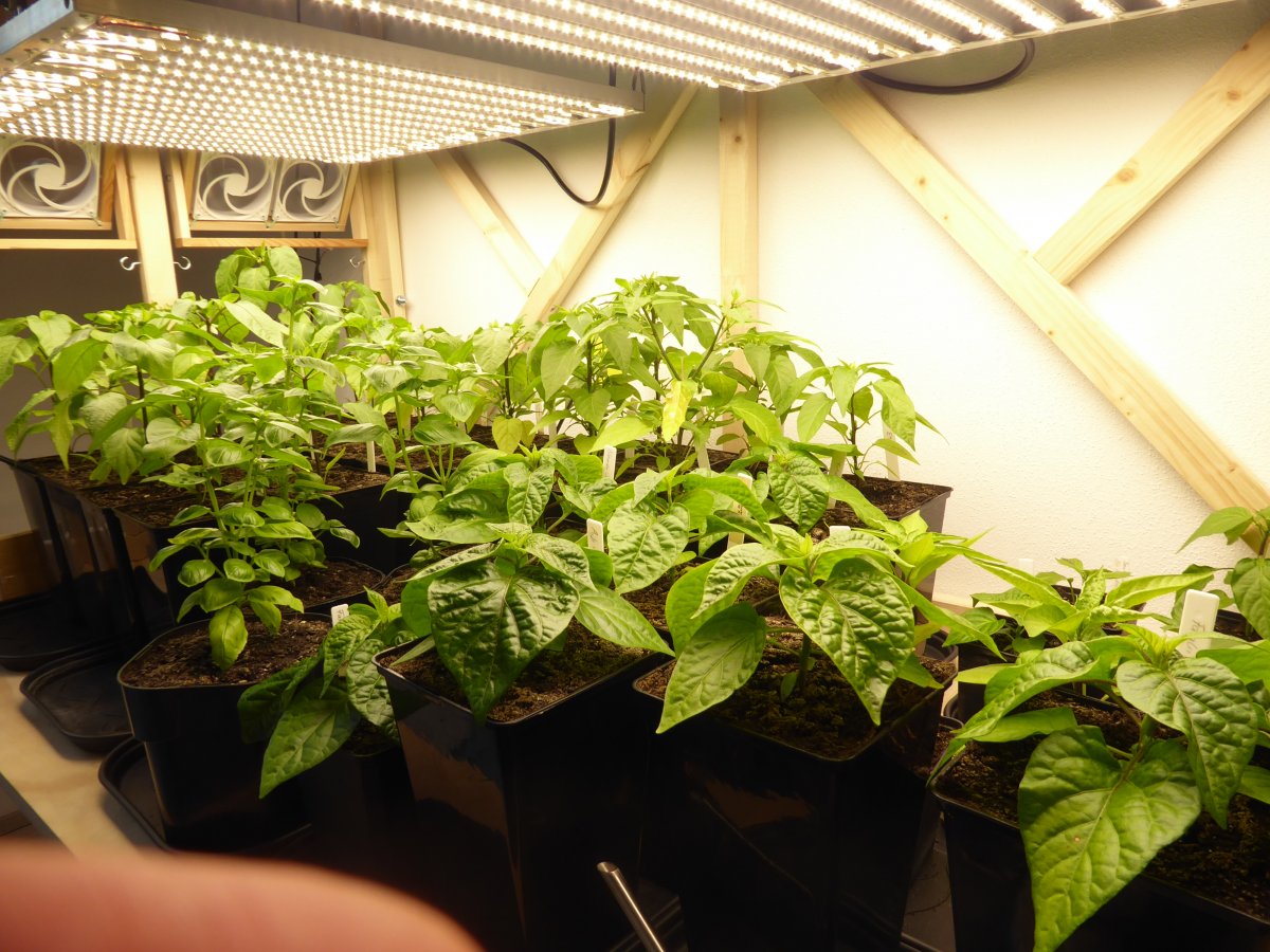 2021-03-19 Chilis, Paprika & Basilikum (1).JPG