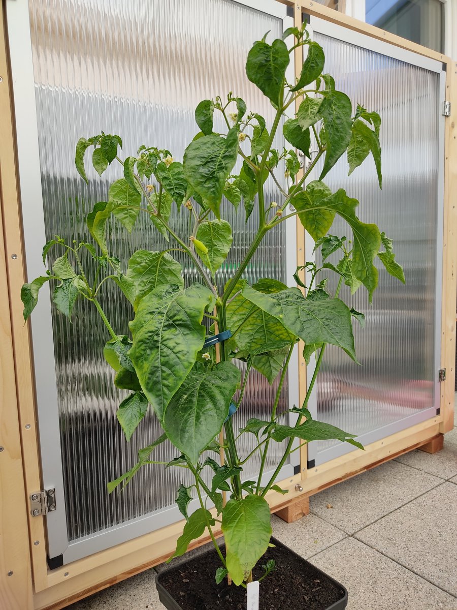 2021-04-25 Aji Amarillo (1).jpg