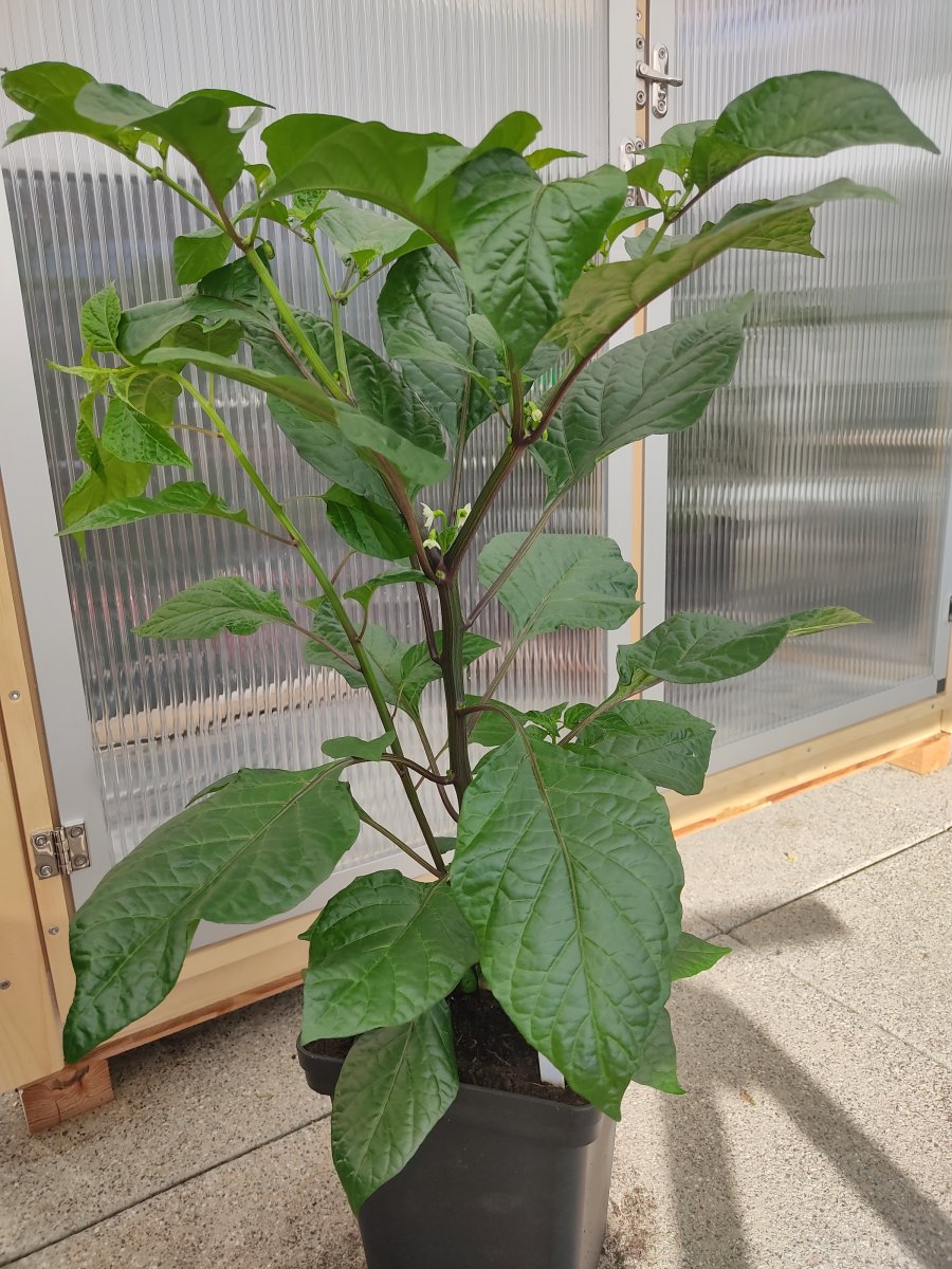 2021-04-25 Fatalii.jpg