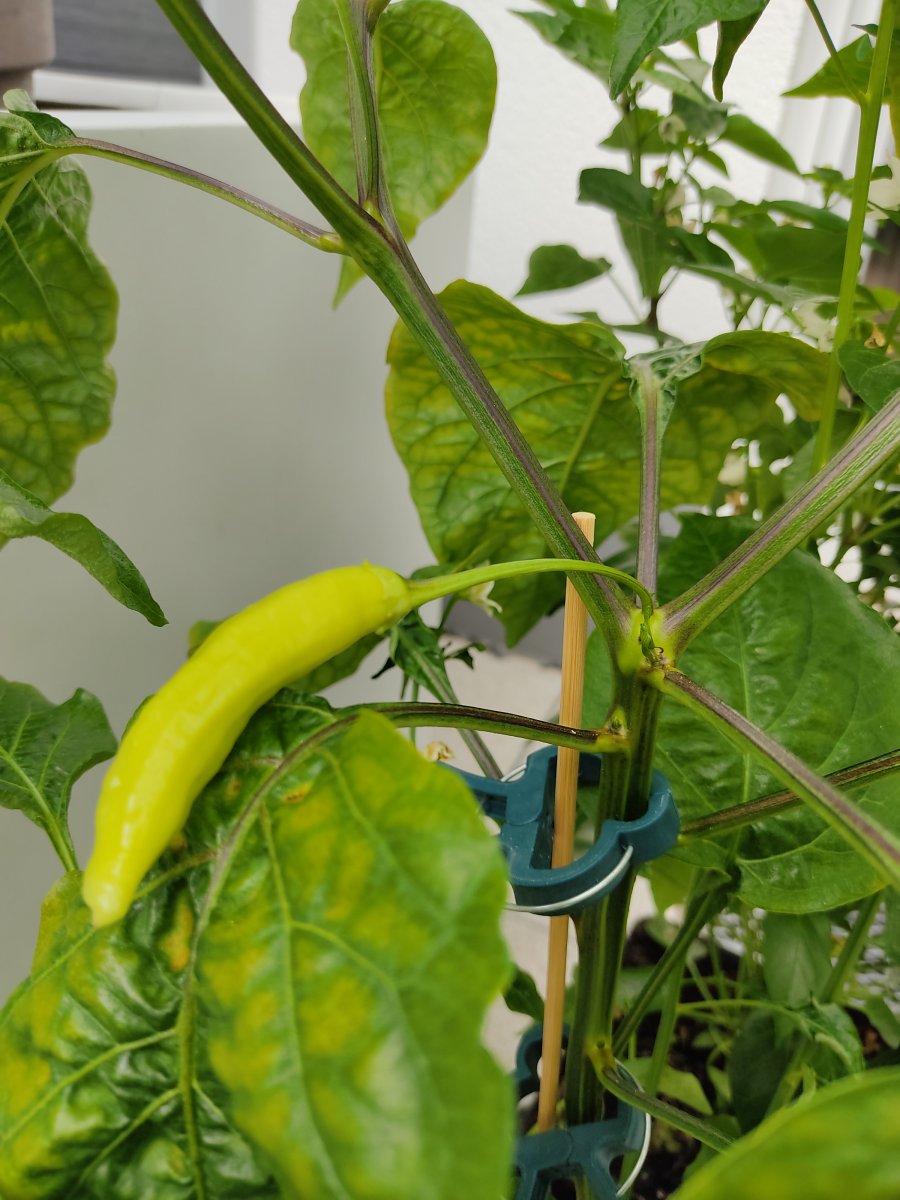 2021-05-08 Aci Amarillo Frucht und Mangelerscheinungen am Blatt.jpg