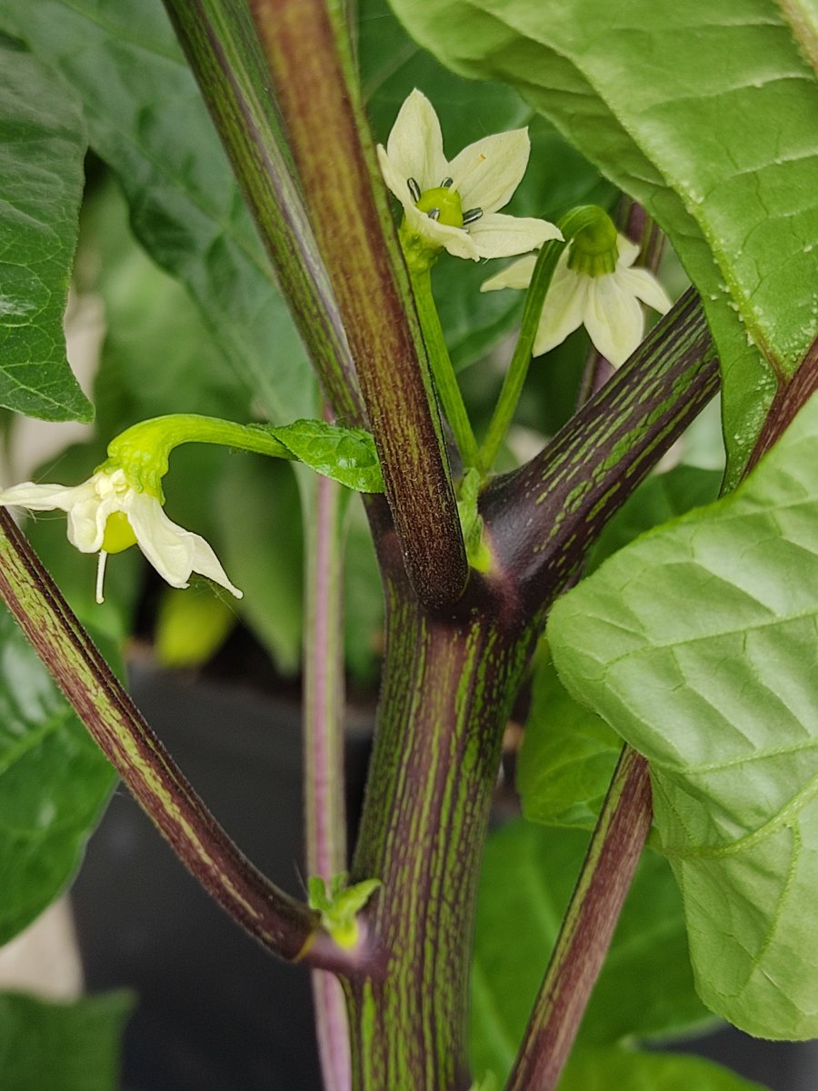 2021-05-08 Fatalii erste Früchte zeigen sich.jpg