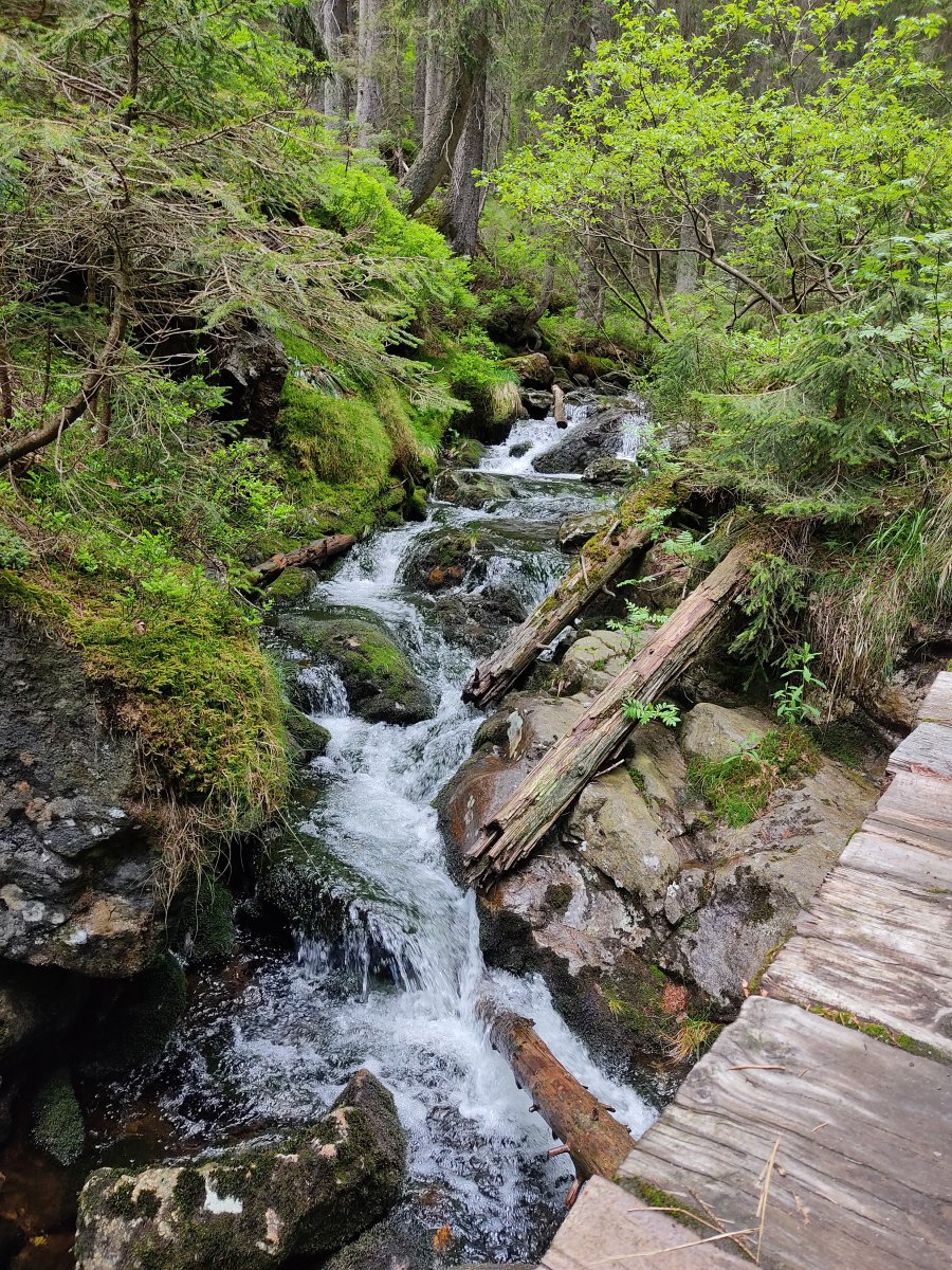 2021-06-10 Rieslochwasserfälle Wanderung - Kleiner Arber (7).jpg