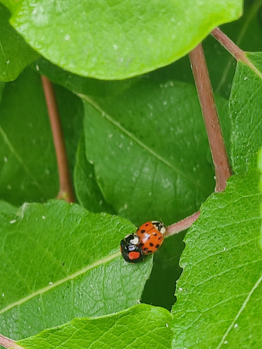 2021-06-12 Marienkäfer-Sex.jpg