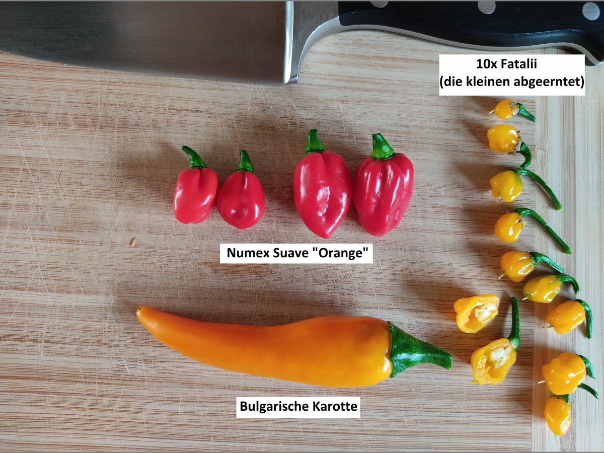2021-07-07 Chili Ernte beschriftet.jpg