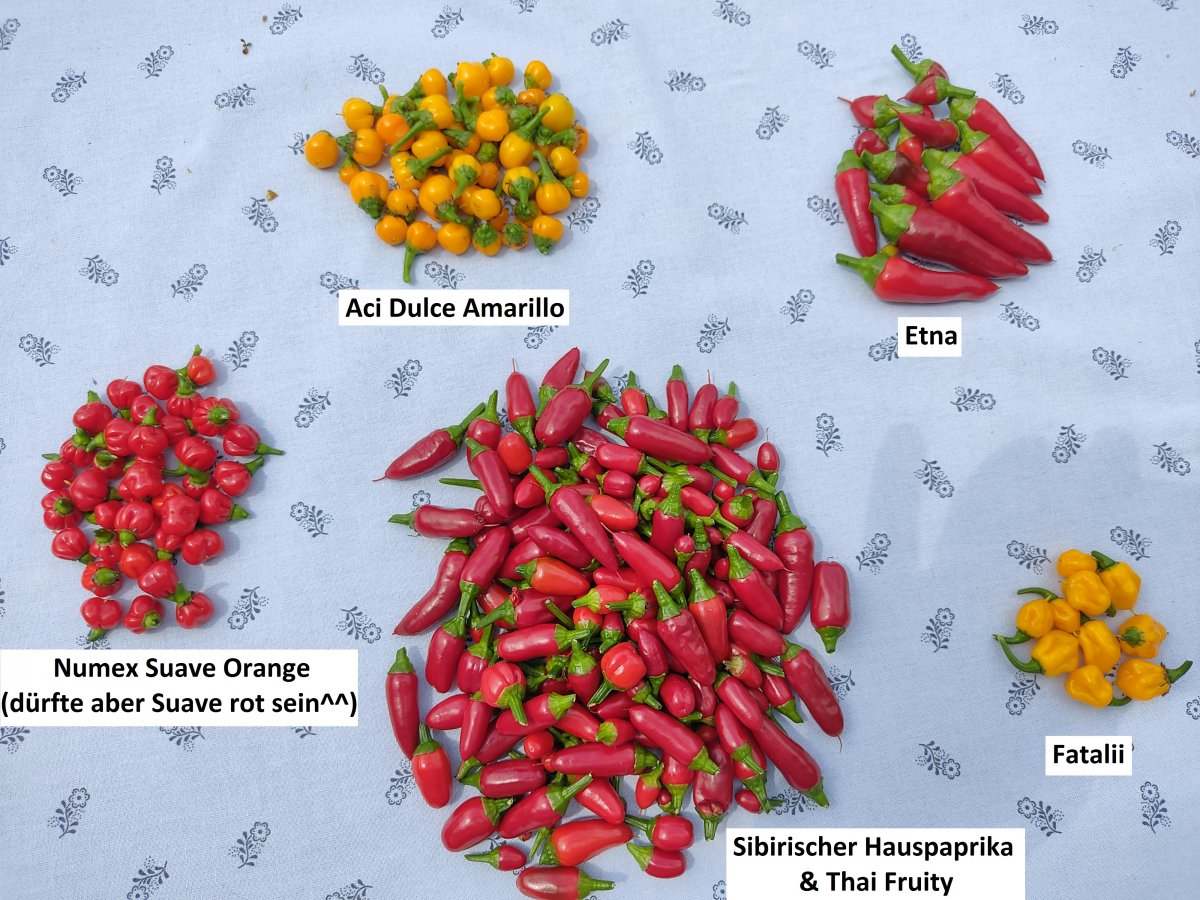 2021-07-18 Ernte Chilis beschriftet.jpg