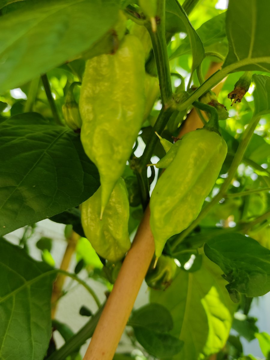 2021-07-18 Fatalii.jpg