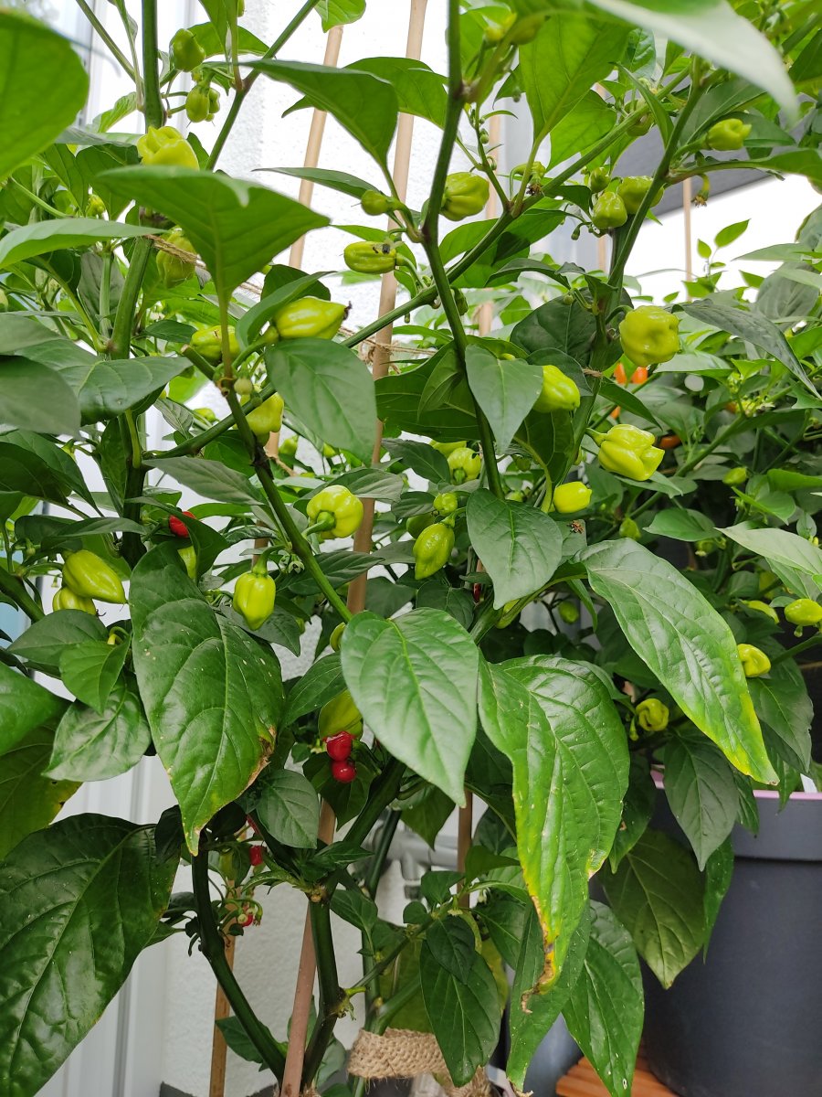 2021-07-18 Numex Suave Orange aka Suave Red.jpg