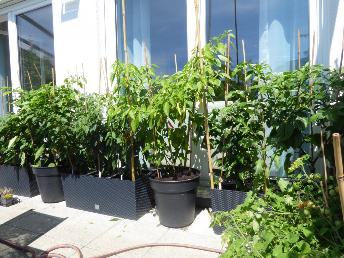 2021-07-21 Tomaten, Chilis & Basilikum (4).JPG