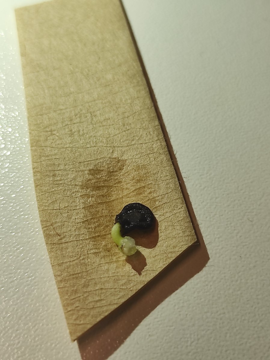 2021-11-21 Rocoto auf Kaffeefilter.jpg