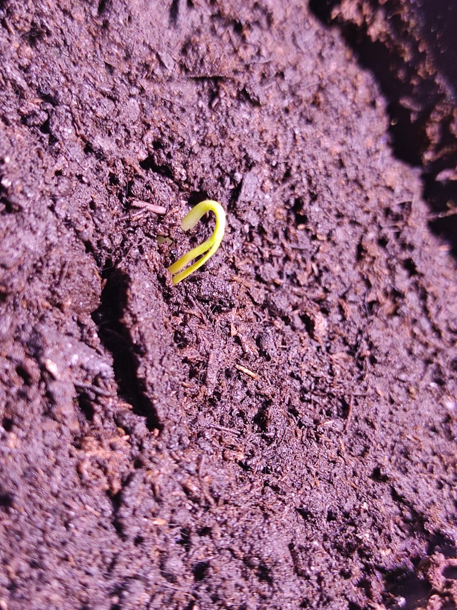 2021-11-22 Rocoto Costa Rica Nr.2 kämpft sich durch.jpg
