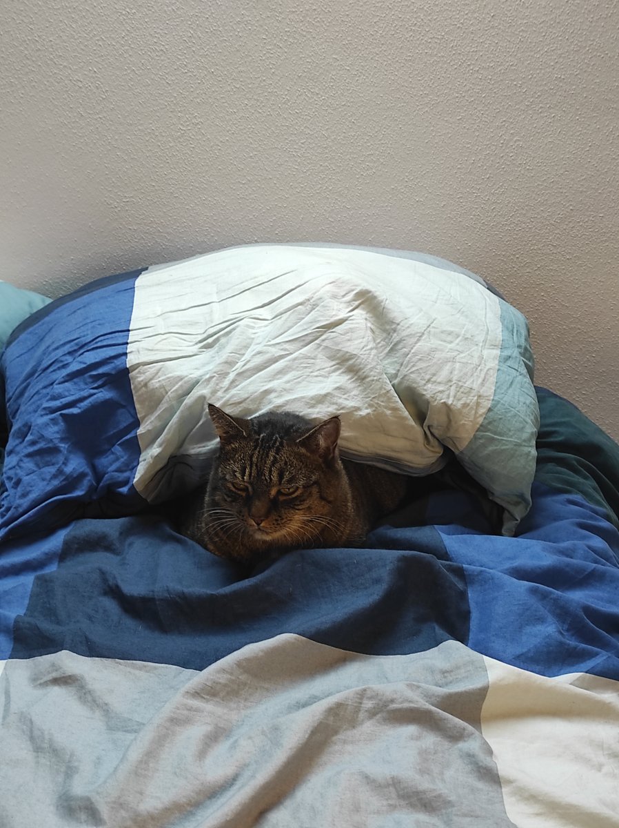 2021-12-13 Mietzibär unterm Kissen.jpg