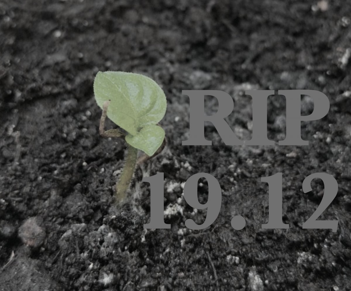 2021-12-19 Rocoto Costa Rica Nr. 2 RIP.jpg