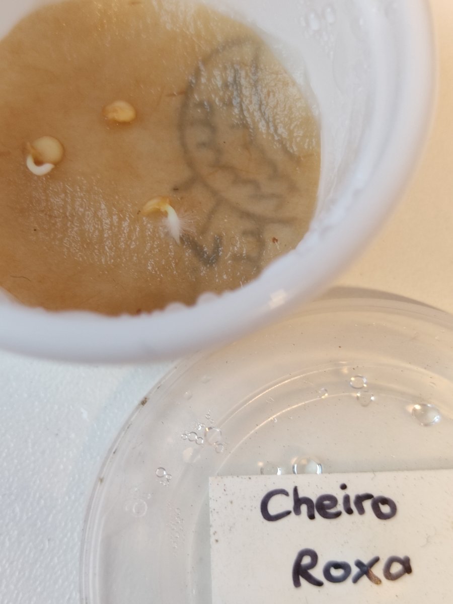 2021-12-25 Cheiro Roxa Keimbox.jpg