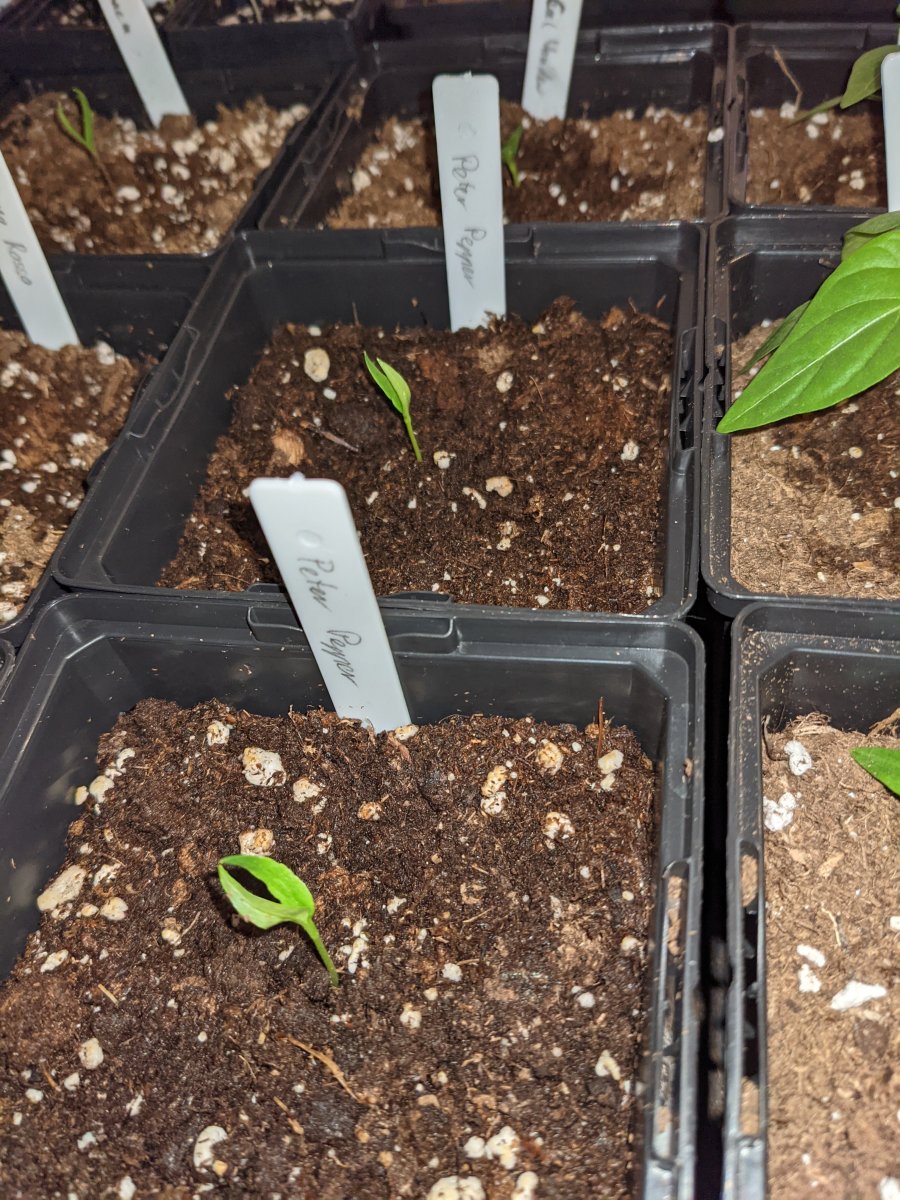 2021-Peter Pepper-20210309-01.jpg