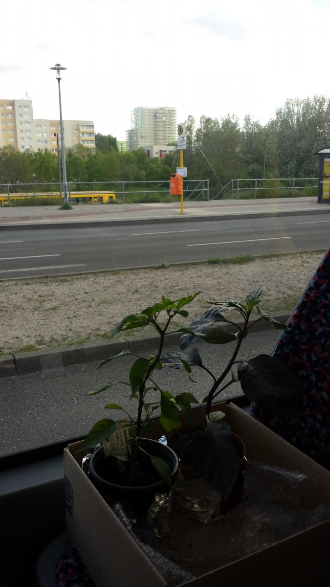 20210519_181116.jpg