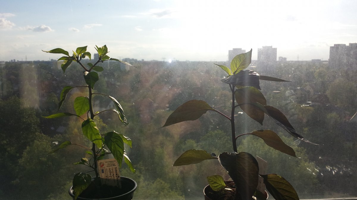 20210519_191050.jpg