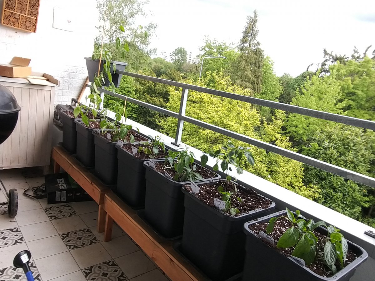 20210524_174740_HDR.jpg