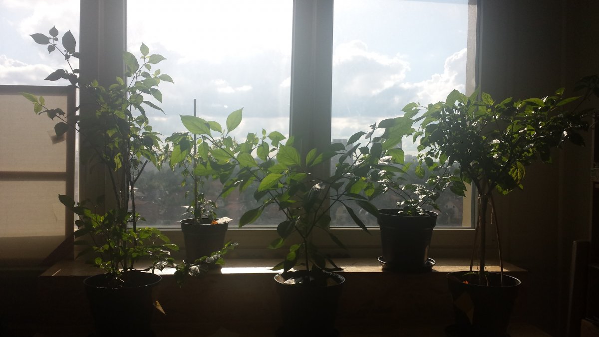 20210707_175633.jpg