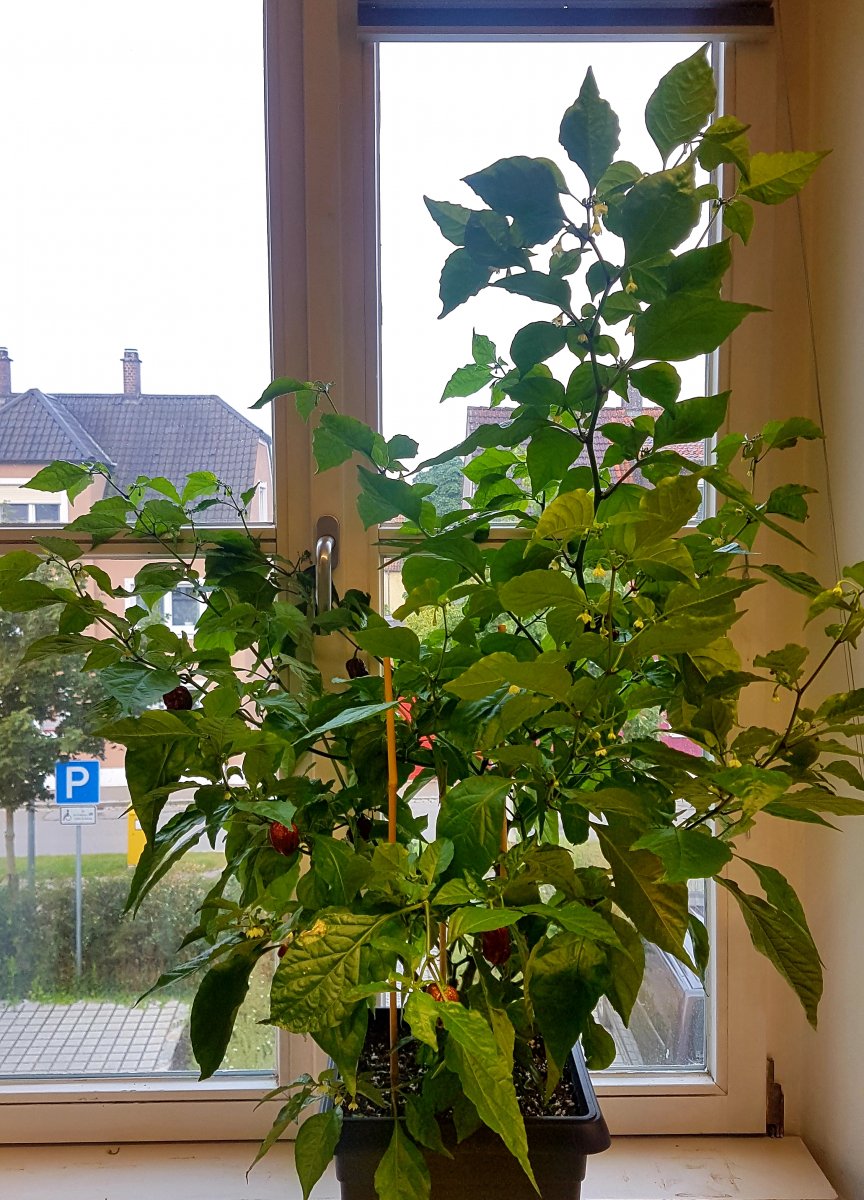 20210804_151539.jpg