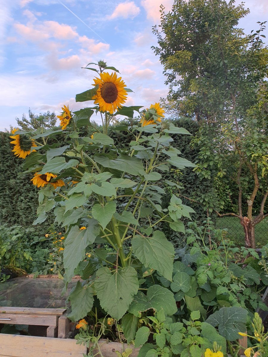 20210806_203757.jpg