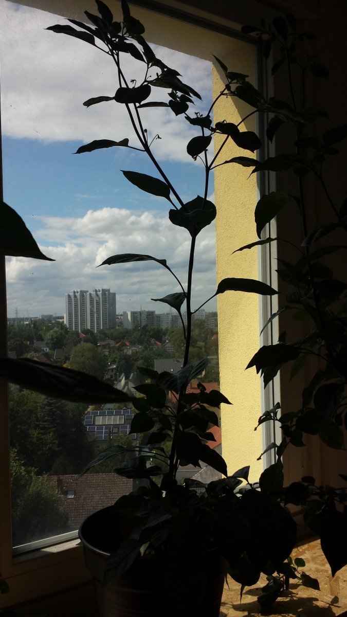 20210808_145652.jpg