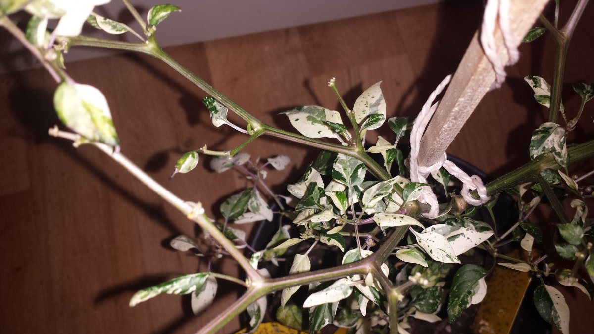 20210828_045426.jpg