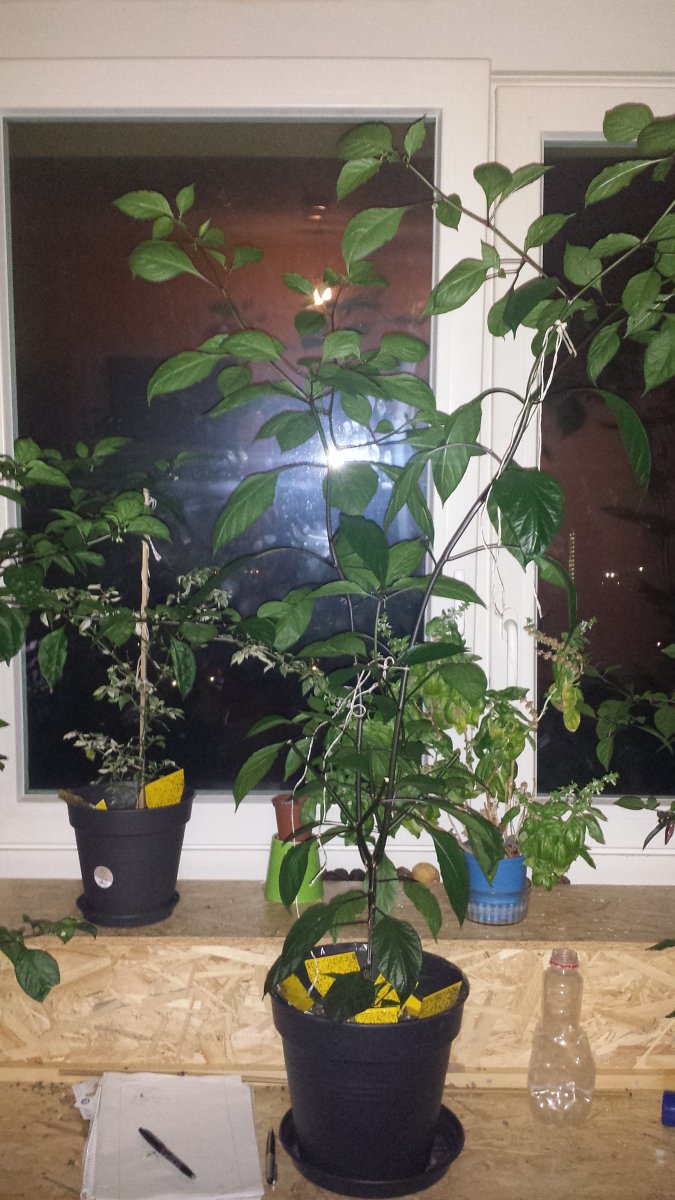 20210828_045730.jpg