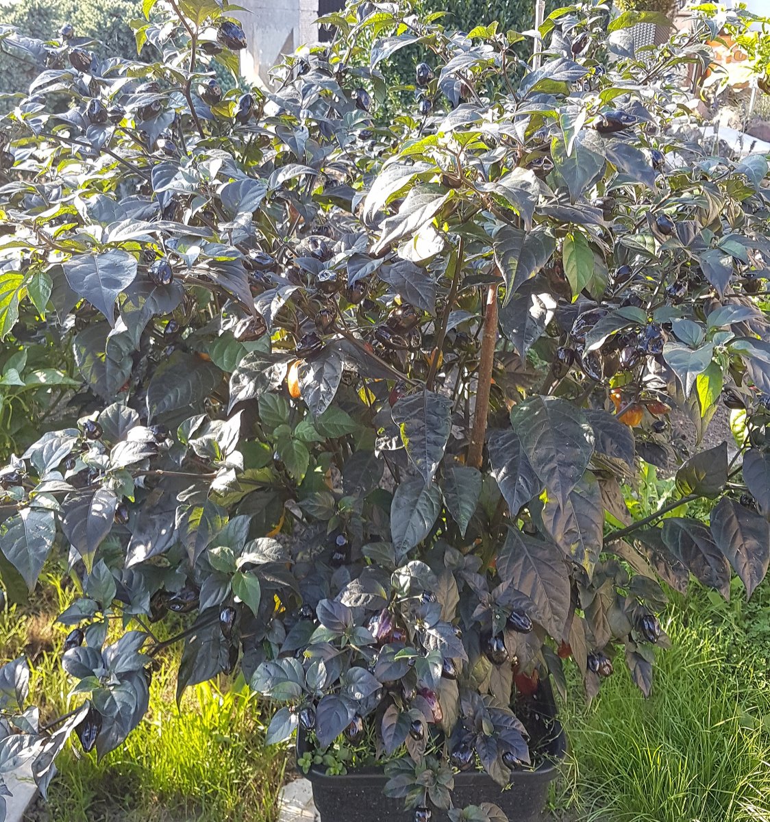 20210914_172455.jpg