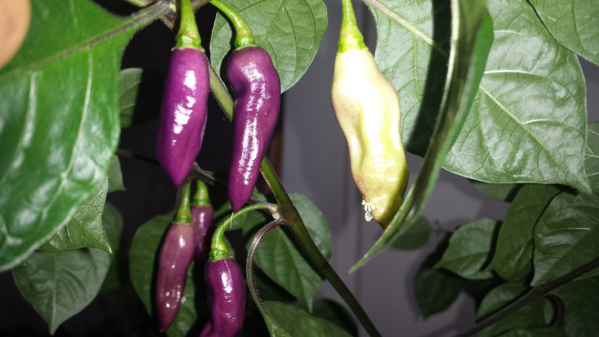 20210917_165530.jpg
