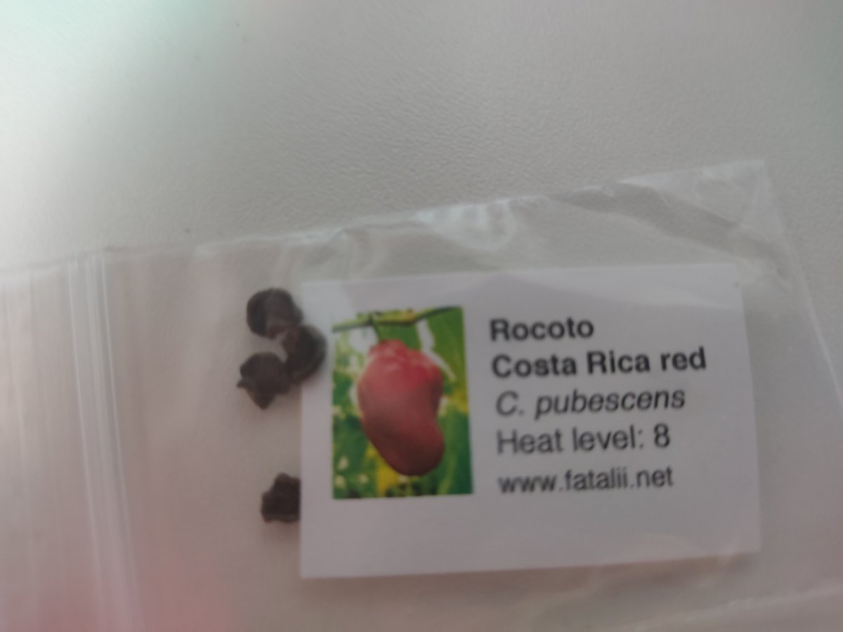 2022-01-02 Rocoto Costa Rica (schreibweise - Schärfegrad unklar).jpg