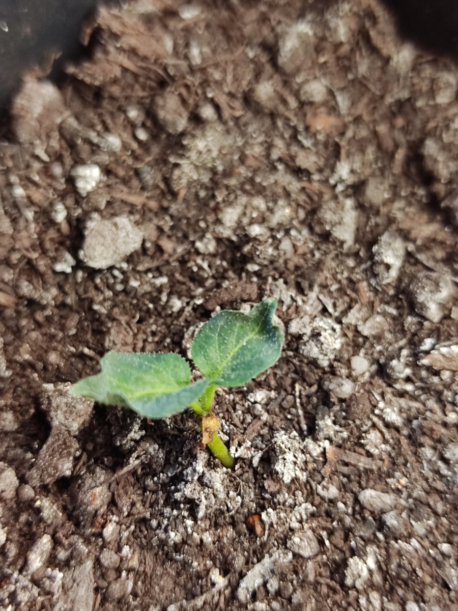 2022-01-06 Rocoto Nr.3 hat das Wachstum eingestellt - wurde entsorgt.jpg