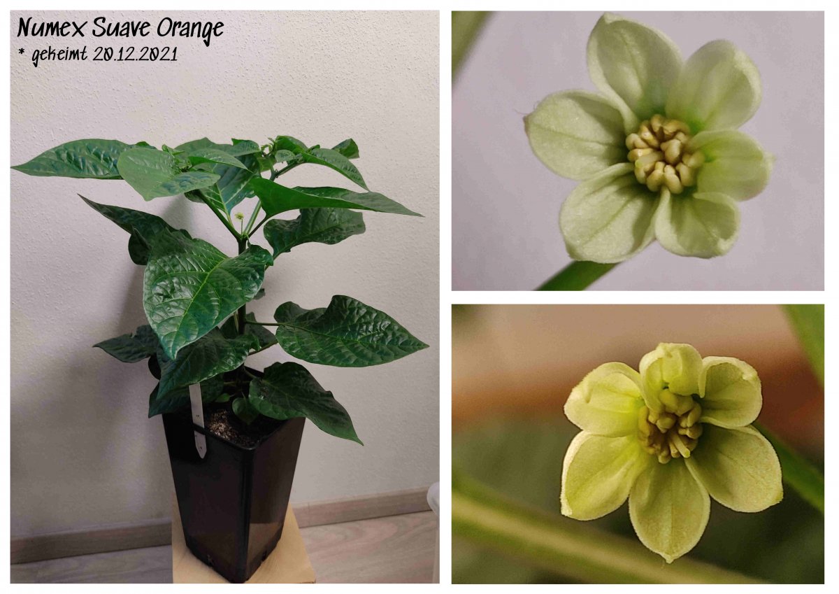 2022-02-27 Numex Suave Orange mit Blüten.jpg