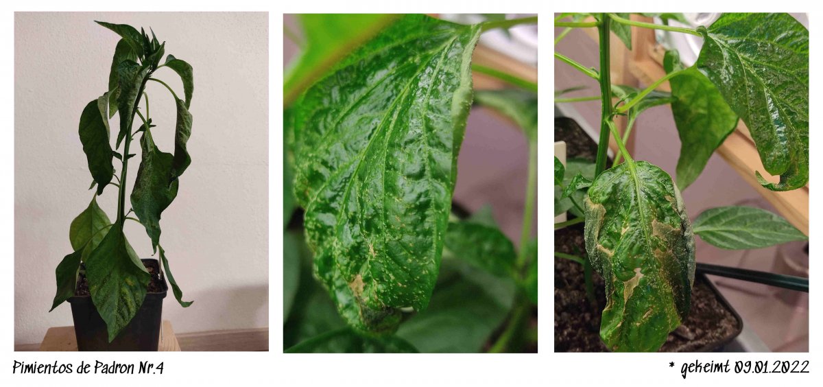 2022-02-27 Pimentos de Padron Nr.4 - Ödeme Kollage.jpg