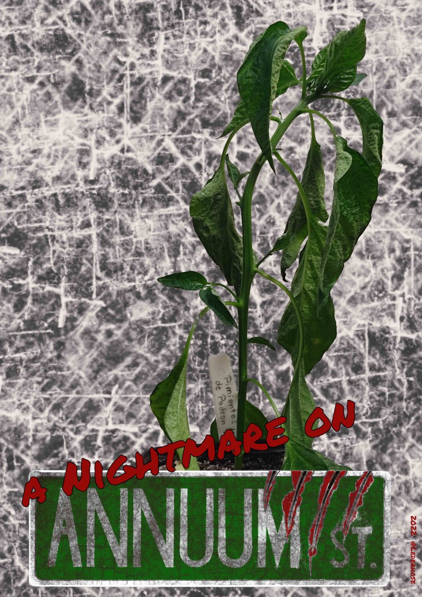 2022-02-28 Nightmare on Annuum Street.jpg