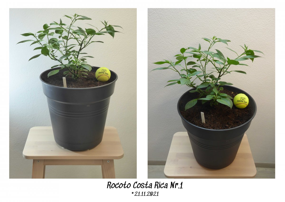 2022-04-03 Rocoto Costa Rica Nr.1  mit Ball auf Hocker.jpg