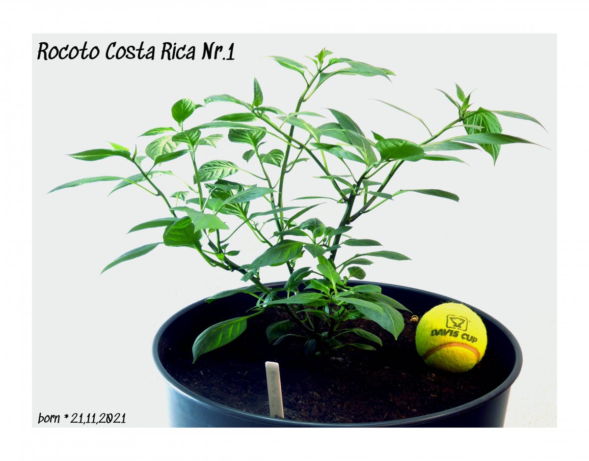 2022-04-03 Rocoto Costa Rica Nr.1 mit Ball - beschriftet.jpg