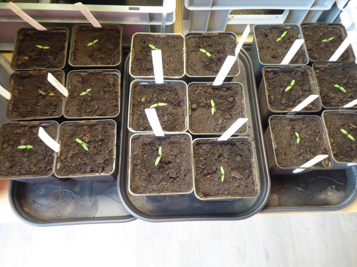 2022-04-03 Tomaten Keimlinge.JPG