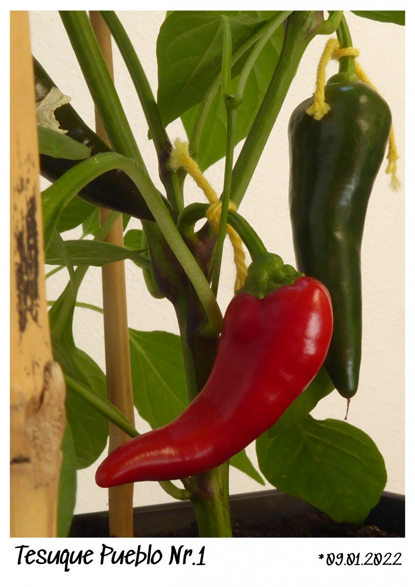 2022-04-09 Tesuque Pueblo Nr.1 - Makro reife Frucht.jpg