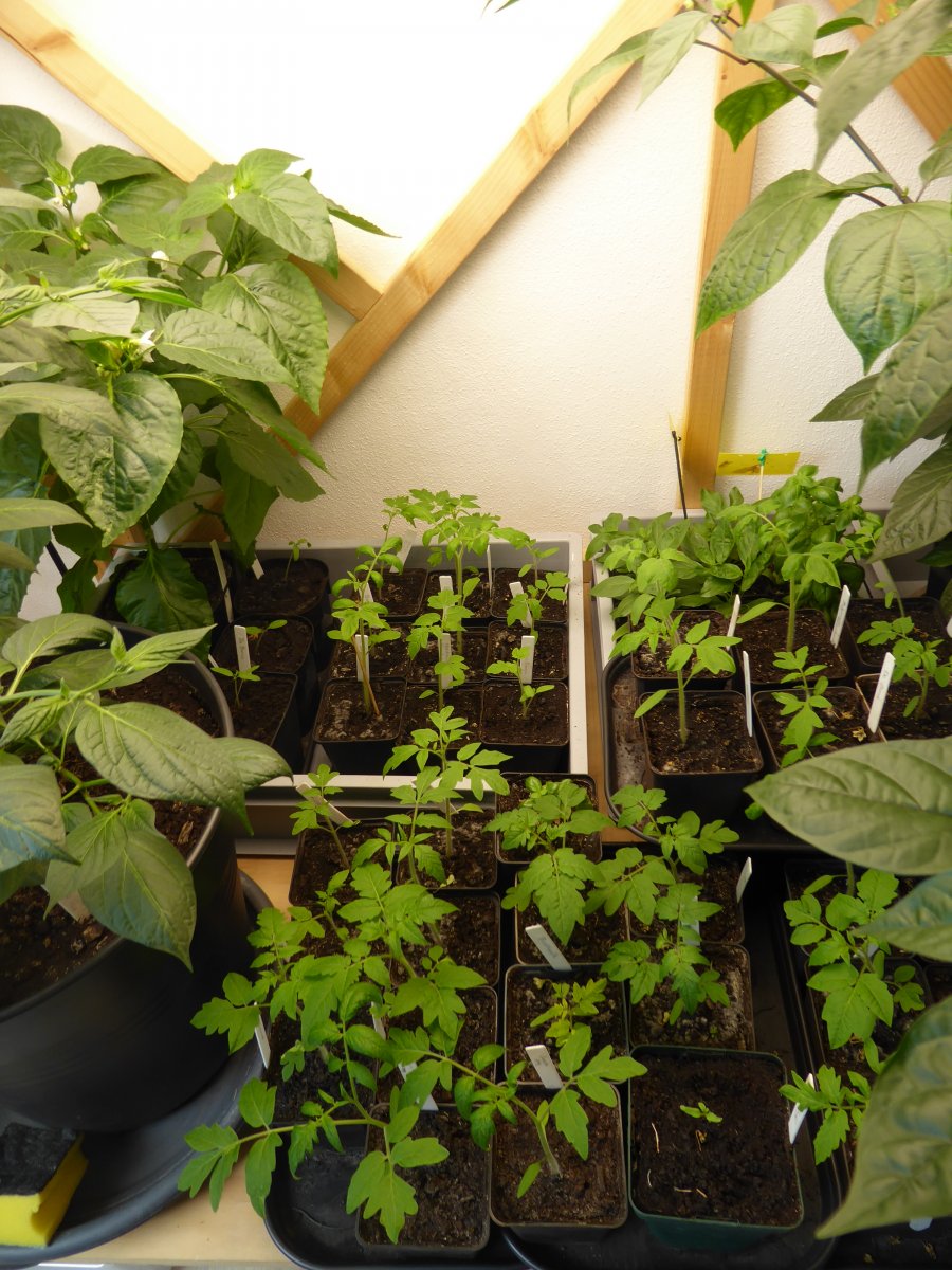 2022-04-24 Blick auf die Tomaten.JPG