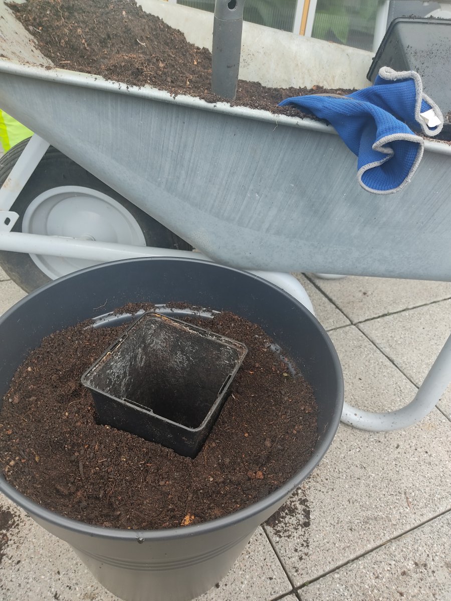2022-05-08 Umtopfen bei Lederhose Station 5 - Erde um den Dummy bis ca. 4cm unter dem Rand auf...jpg