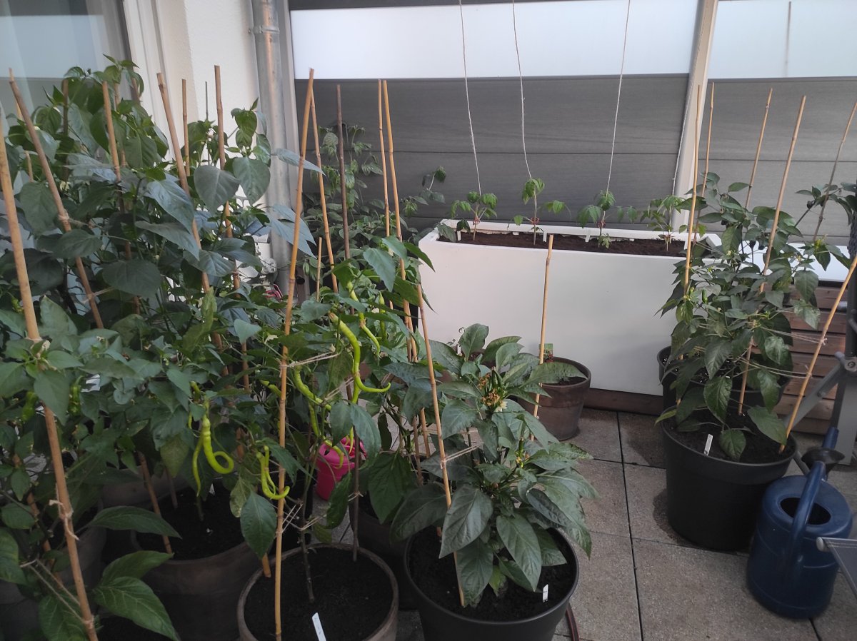 2022-05-09 Übersicht umgetopfte Chilis, Paprika & Tomaten.jpg