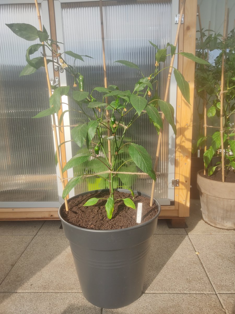 2022-05-10 Jalapeno Numex Primavera Nr.2 - Endtopf.jpg