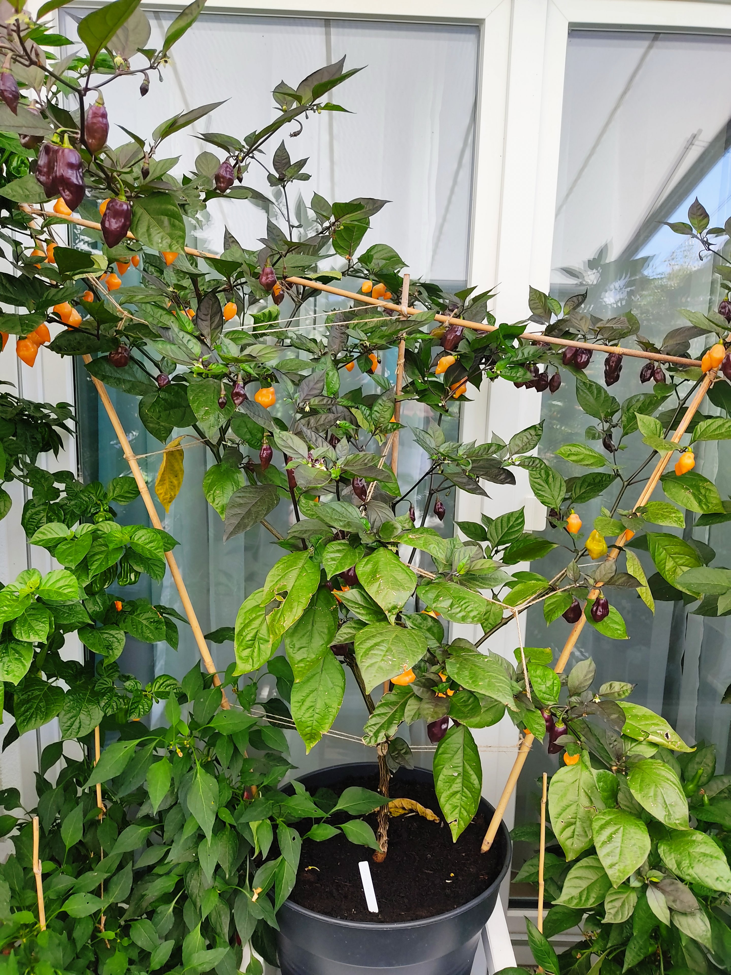2022-07-31 Cheiro Roxa - Typ A (apricot) - Typ B (schwarz-dunkellila).jpg
