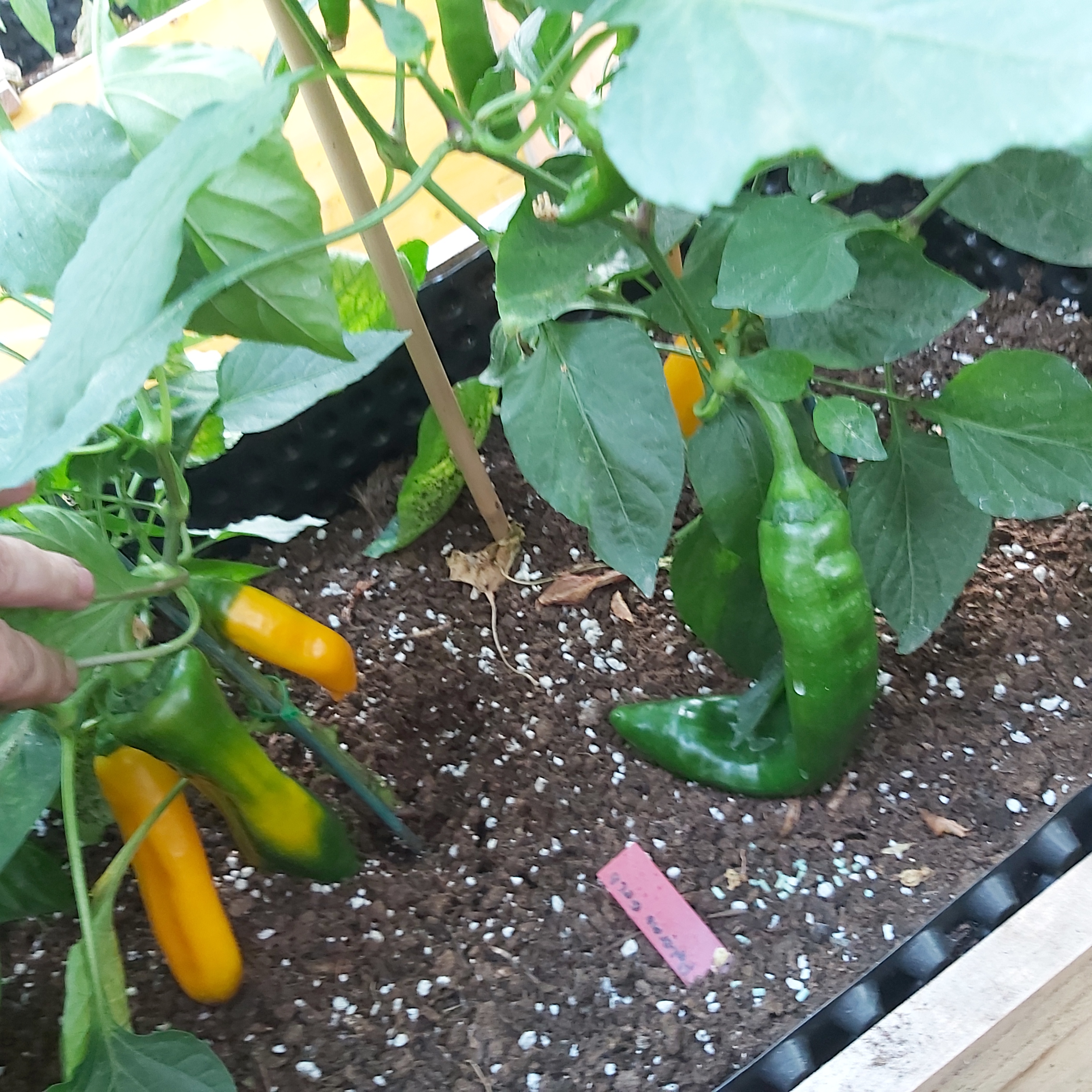 20230724_180217.jpg