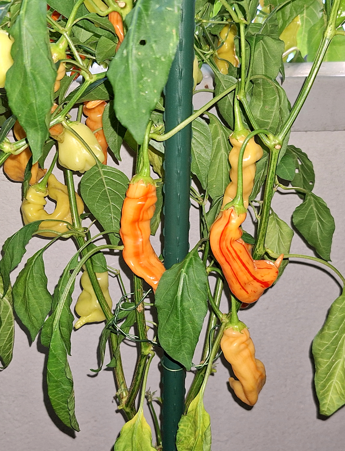 20230909_1-SRPS_II.jpg