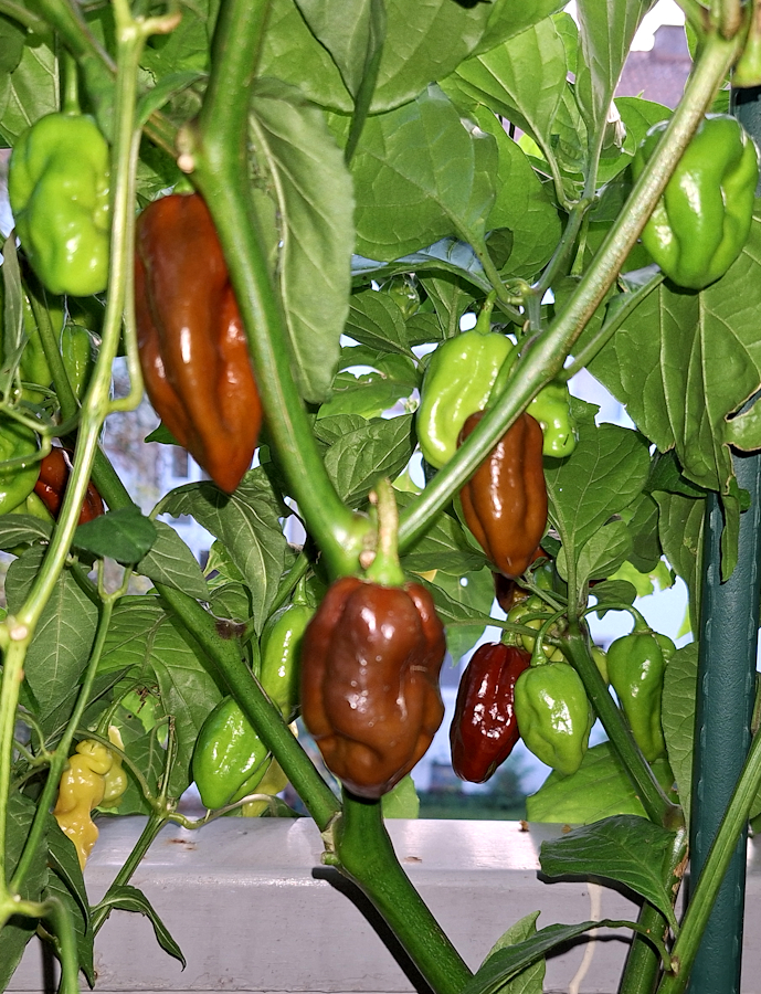 20230909_2-ISSeby.jpg