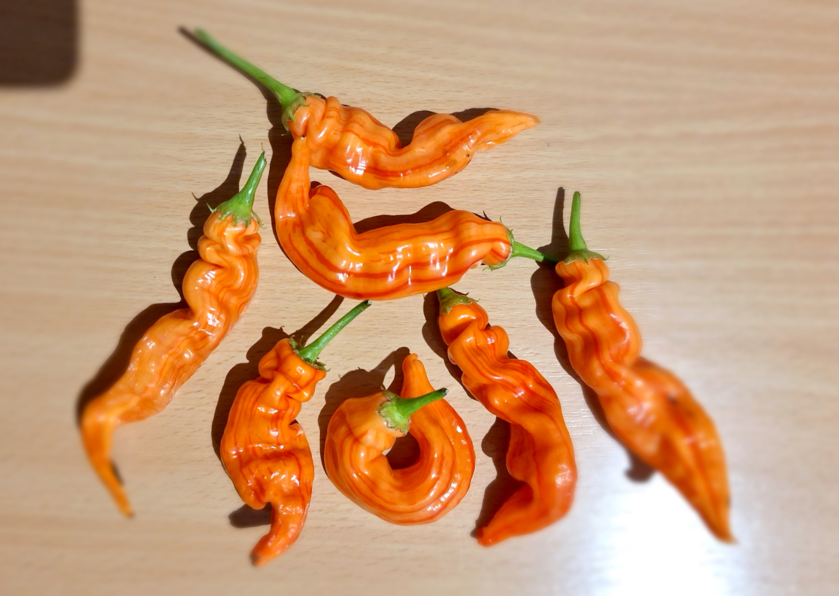 20230921_1-SRPS_II.jpg